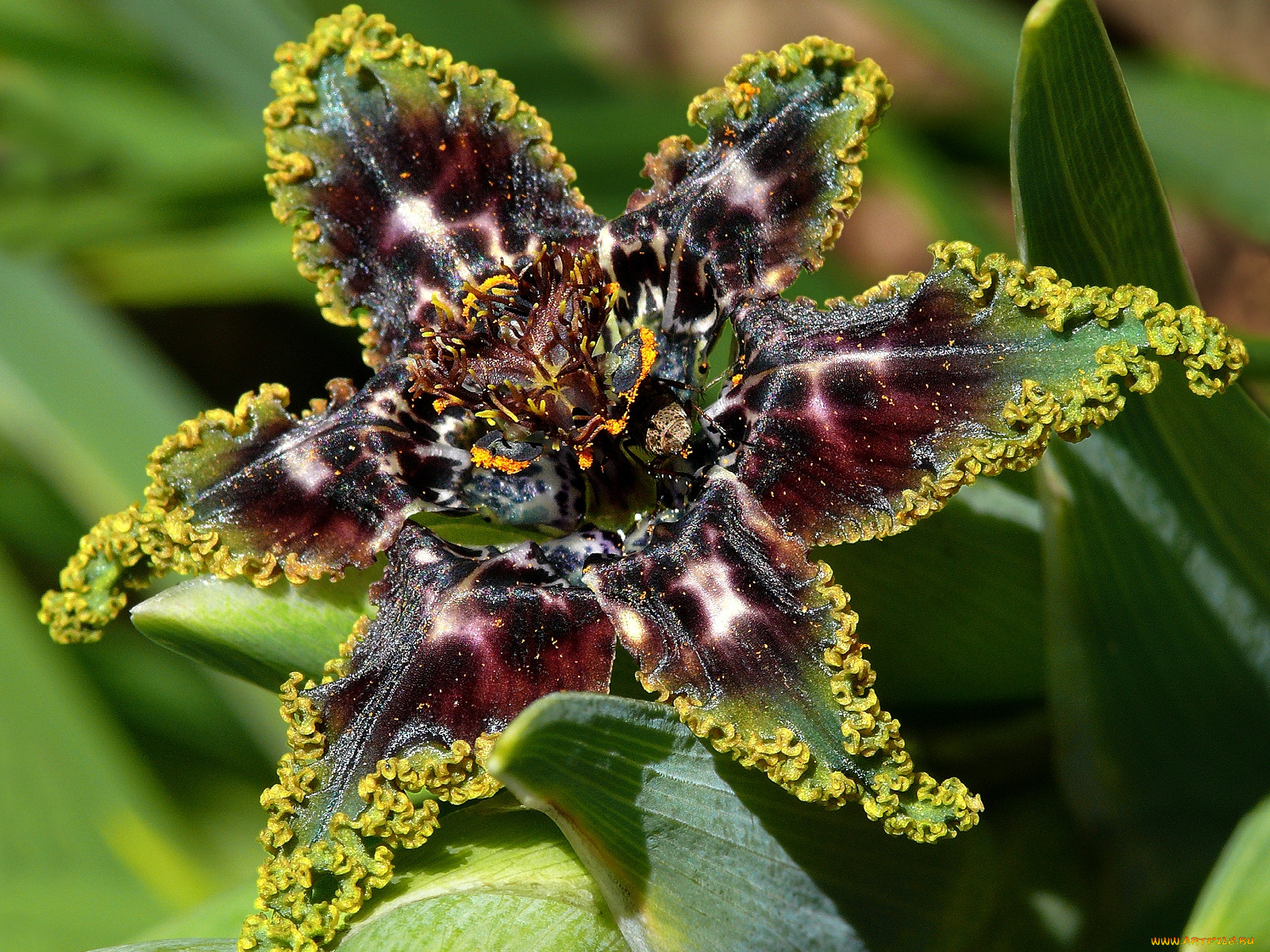 ferraria, , , 